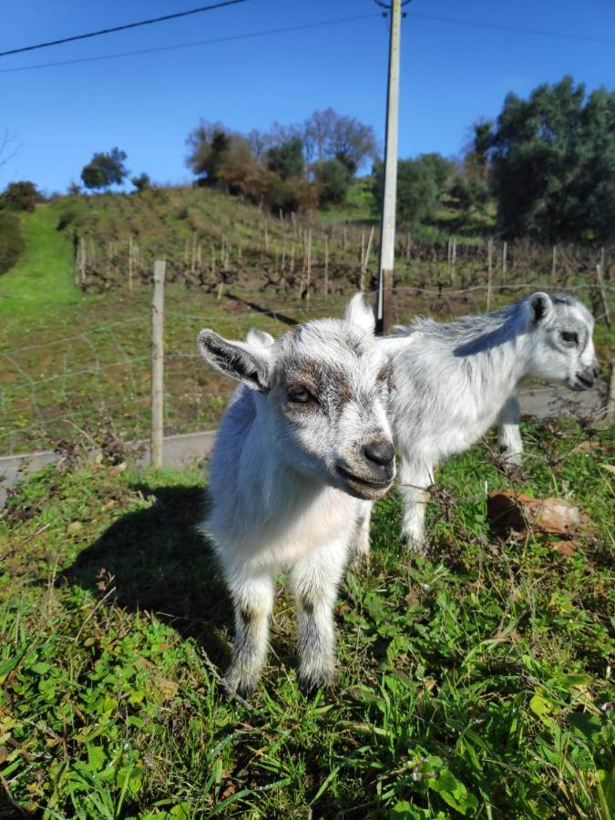 Nature Et Al House - Casa Para Uso Exclusivo E Jardim - Little Farm Batalha Dış mekan fotoğraf