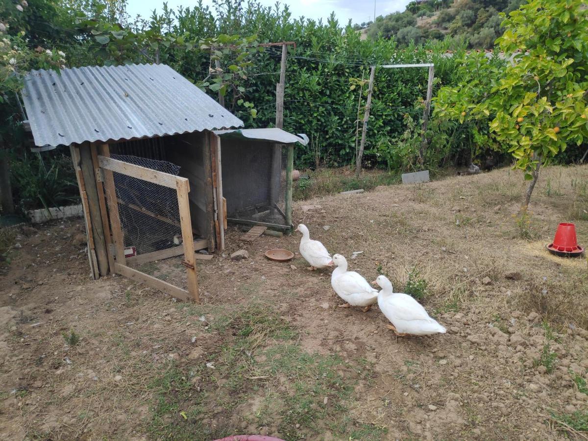 Nature Et Al House - Casa Para Uso Exclusivo E Jardim - Little Farm Batalha Dış mekan fotoğraf
